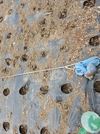 김제일주농장님의 상추 · 영농일지 작성글 사진