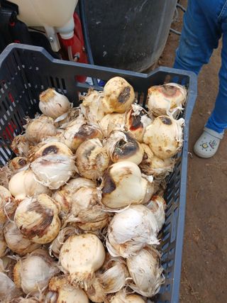 조희후 님의 기타작물 · 영농일지 작성글 사진