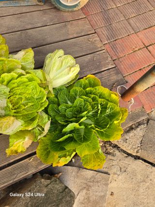 소병찬님의 기타작물 · 영농일지 작성글 사진