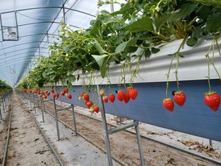 장원농장딸기농부님의 딸기 · 영농일지 작성글 사진