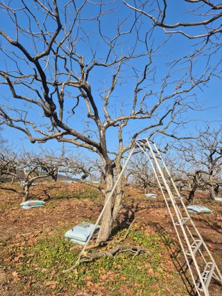 최진일님의 감 · 영농일지 작성글 사진