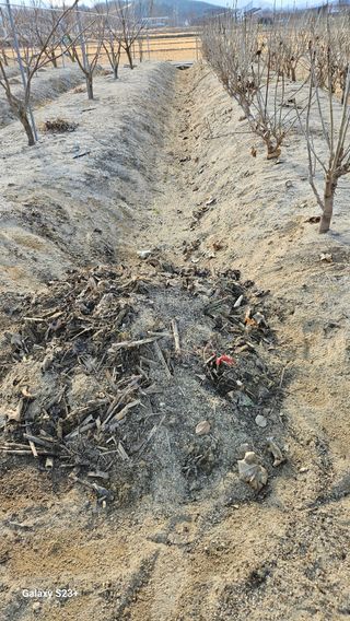 규사미님의 두릅 · 영농일지 작성글 사진