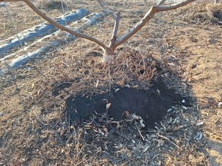 정희군님의 기타작물 · 영농일지 작성글 사진