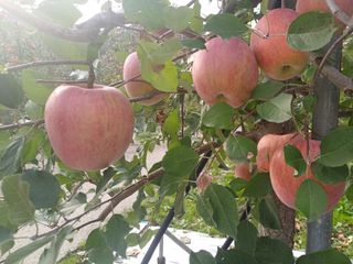 qwertyu99님의 사과 · 영농일지 작성글 사진