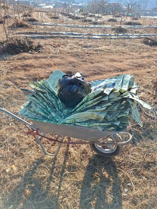 정희군님의 기타작물 · 영농일지 작성글 사진