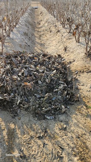 규사미님의 두릅 · 영농일지 작성글 사진