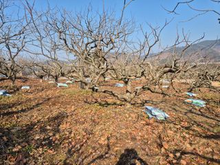 최진일님의 감 · 영농일지 작성글 사진