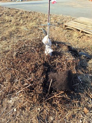 정희군님의 기타작물 · 영농일지 작성글 사진