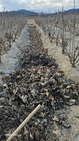 규사미님의 두릅 · 영농일지 작성글 사진