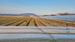 서정욱님의 마늘 · 영농일지 작성글 사진