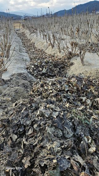 규사미님의 두릅 · 영농일지 작성글 사진