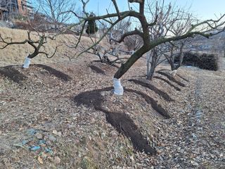 정희군님의 기타작물 · 영농일지 작성글 사진