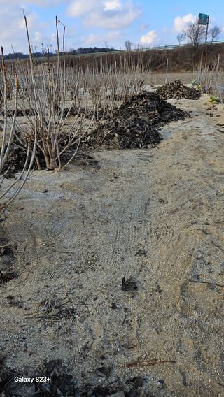 규사미님의 두릅 · 영농일지 작성글 사진