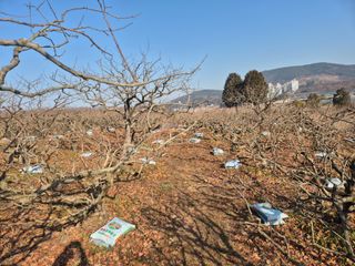 최진일님의 감 · 영농일지 작성글 사진