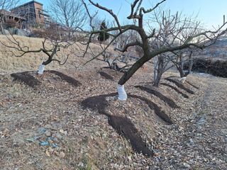 정희군님의 기타작물 · 영농일지 작성글 사진