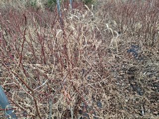 황인근님의 블루베리 · 영농일지 작성글 사진