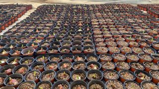 원스피릿팜님의 기타작물 · 영농일지 작성글 사진