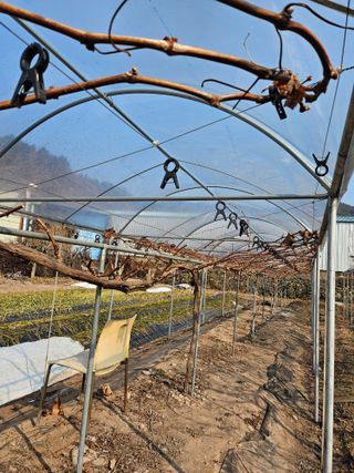 정일선님의 포도 · 영농일지 작성글 사진