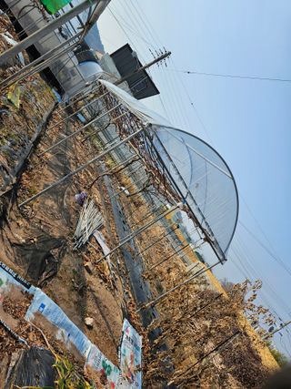 정일선님의 포도 · 영농일지 작성글 사진