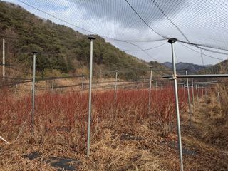 황인근님의 블루베리 · 영농일지 작성글 사진