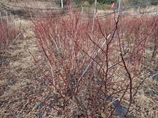 황인근님의 블루베리 · 영농일지 작성글 사진