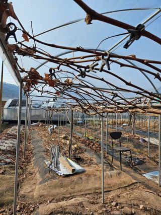 정일선님의 포도 · 영농일지 작성글 사진