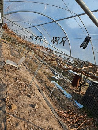 정일선님의 포도 · 영농일지 작성글 사진