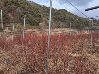 황인근님의 블루베리 · 영농일지 작성글 사진