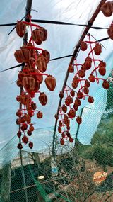 팜모닝 기타작물·영농일지 게시글 이미지