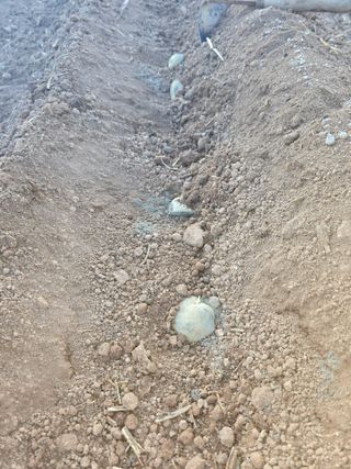 박정원님의 기타작물 · 영농일지 작성글 사진