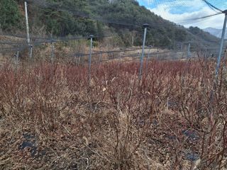 황인근님의 블루베리 · 영농일지 작성글 사진