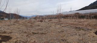 김 연님의 기타작물 · 영농일지 작성글 사진