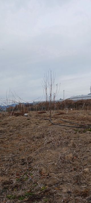 김 연님의 기타작물 · 영농일지 작성글 사진