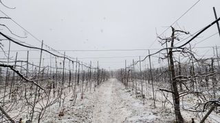 유혜영님의 기타작물 · 영농일지 작성글 사진