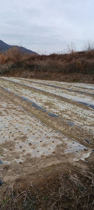 김 연님의 기타작물 · 영농일지 작성글 사진