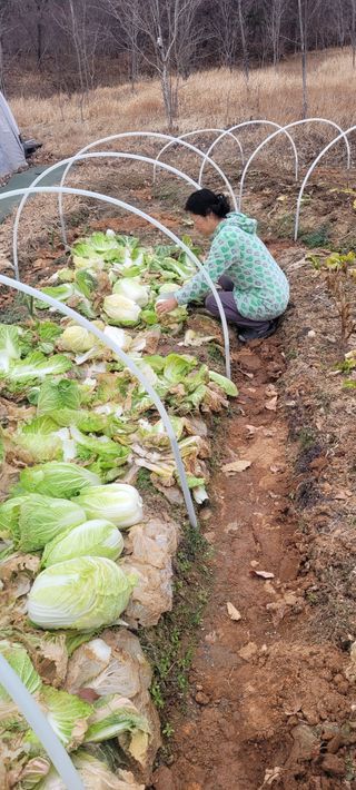 김정은님의 기타작물 · 영농일지 작성글 사진