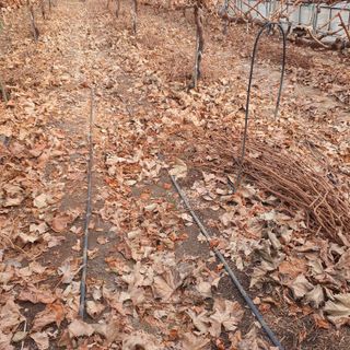 남은현님의 포도 · 영농일지 작성글 사진