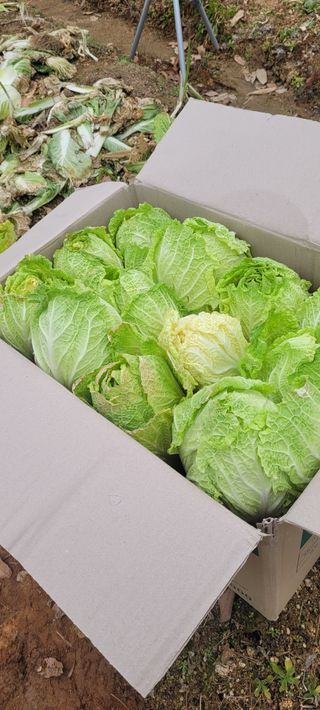 김정은님의 기타작물 · 영농일지 작성글 사진