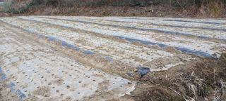 김 연님의 기타작물 · 영농일지 작성글 사진