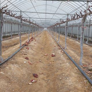 이경주님의 기타작물 · 영농일지 작성글 사진