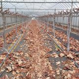 팜모닝 기타작물·영농일지 게시글 이미지