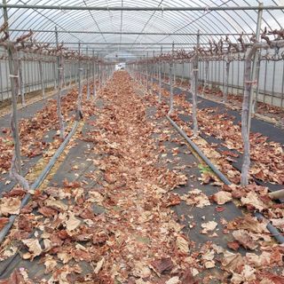 이경주님의 기타작물 · 영농일지 작성글 사진