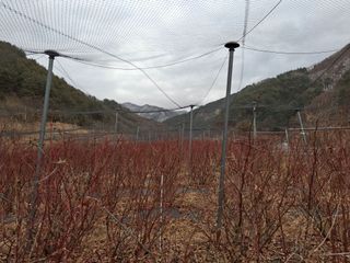 황인근님의 블루베리 · 영농일지 작성글 사진