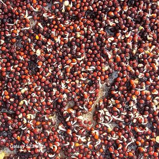 박용열조물주님 님의 기타작물 · 영농일지 작성글 사진