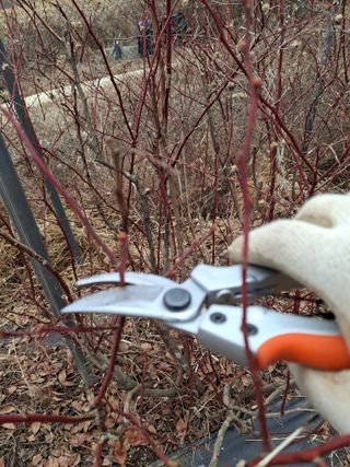 황인근님의 블루베리 · 영농일지 작성글 사진