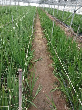 조희후 님의 기타작물 · 영농일지 작성글 사진