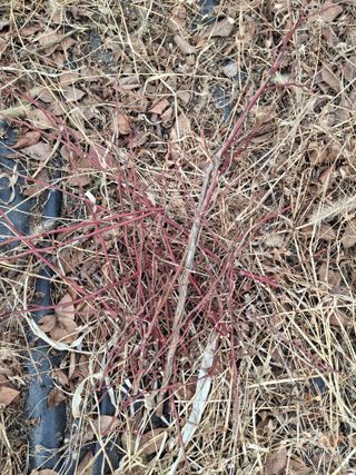 황인근님의 블루베리 · 영농일지 작성글 사진