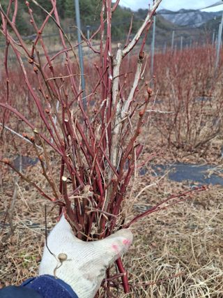 황인근님의 블루베리 · 영농일지 작성글 사진
