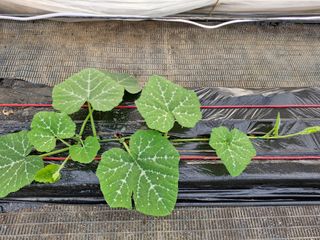 최근학님의 호박 · 영농일지 작성글 사진