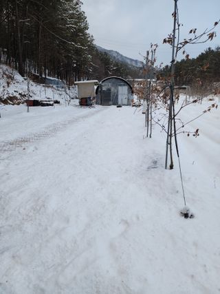 체리농원님의 기타작물 · 영농일지 작성글 사진
